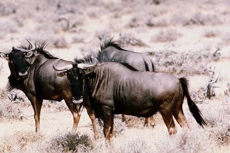 Black-tailed Gnus [1/1]; DISPLAY FULL IMAGE.