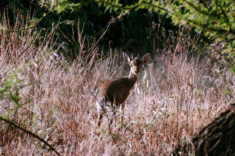 Antelope - aee50331.jpg - Dik-dik (Madoqua sp.); DISPLAY FULL IMAGE.