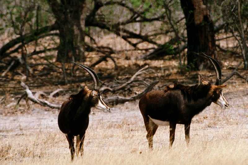 Sable Antelope - aee332.jpg [1/1]; DISPLAY FULL IMAGE.