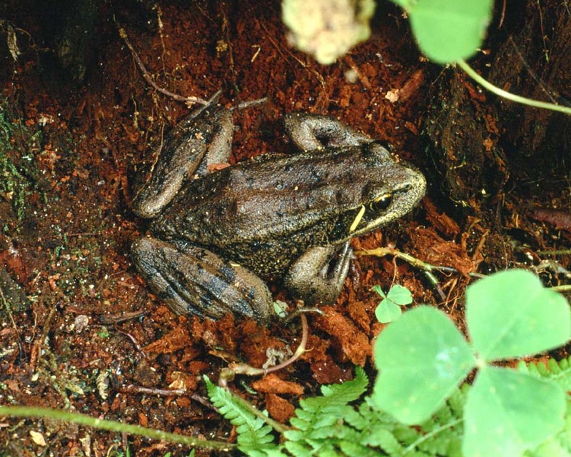 Identify this FROG - aee50355.jpg [1/1]; DISPLAY FULL IMAGE.