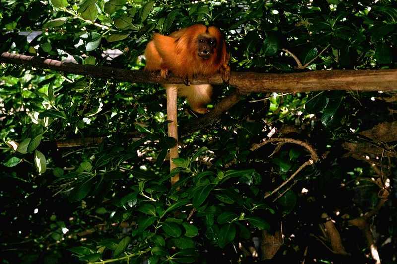 Golden Lion Tamarin; DISPLAY FULL IMAGE.