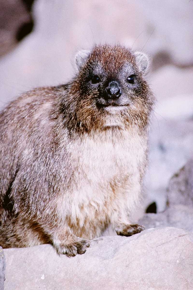 Rock Hyrax - aev50132.jpg [1/1]; DISPLAY FULL IMAGE.