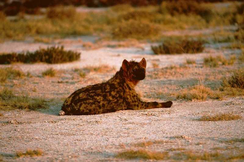 [PIC] Spotted Hyena - Sitting on plain; DISPLAY FULL IMAGE.