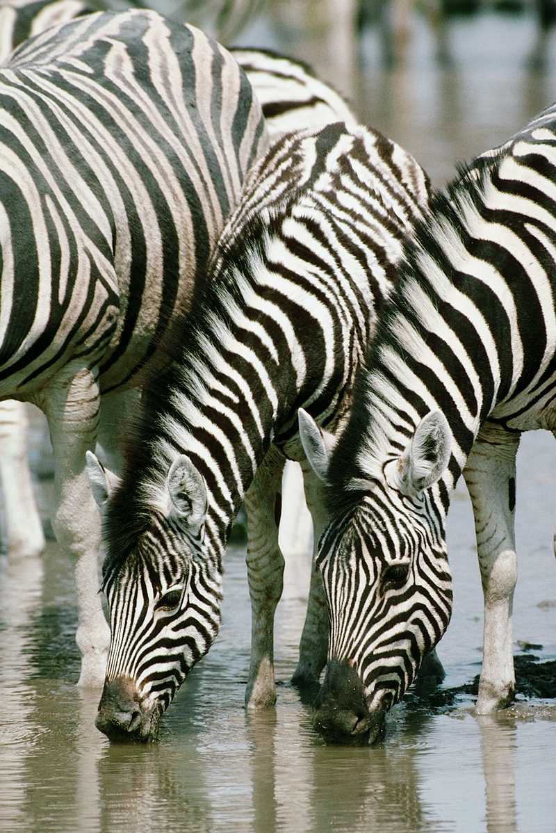 Zebra (5); DISPLAY FULL IMAGE.