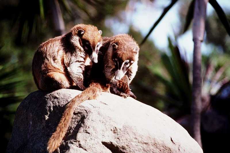 Coati; DISPLAY FULL IMAGE.