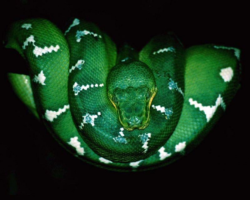 Emeral Tree Boa; DISPLAY FULL IMAGE.