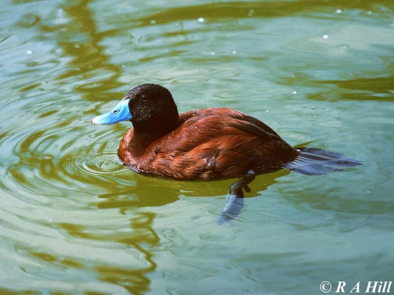 Argentine Ruddy Duck; DISPLAY FULL IMAGE.