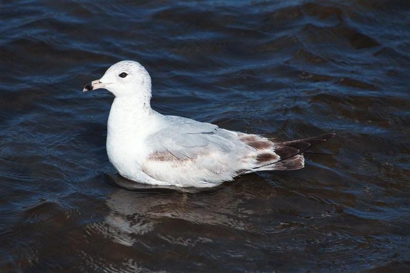 as01p023.jpg -- Ring-billed Gull???; DISPLAY FULL IMAGE.