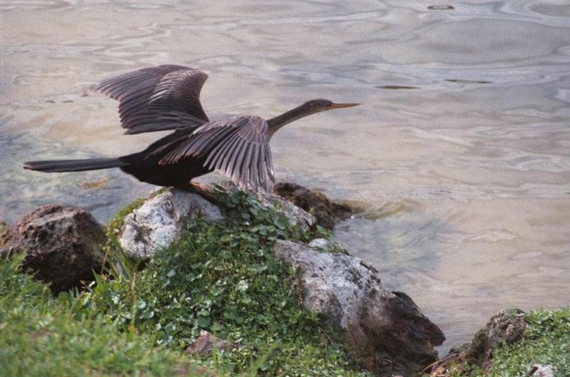 Less interesting animals than usual - as01p034.jpg; DISPLAY FULL IMAGE.