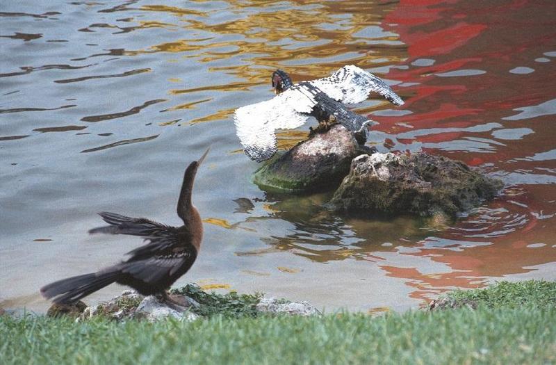 Less interesting animals than usual - as01p035.jpg; DISPLAY FULL IMAGE.