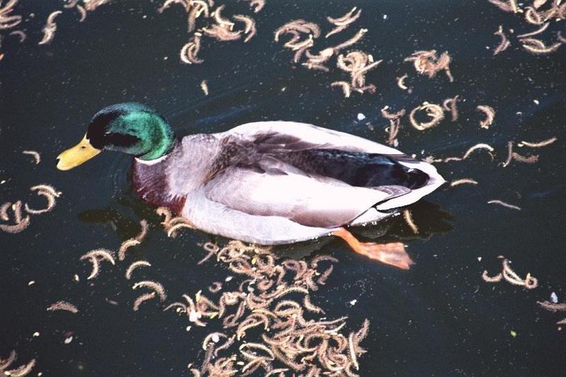 It's not that great, but I didn't want to duck my responsibilities. - as01p045.jpg; DISPLAY FULL IMAGE.