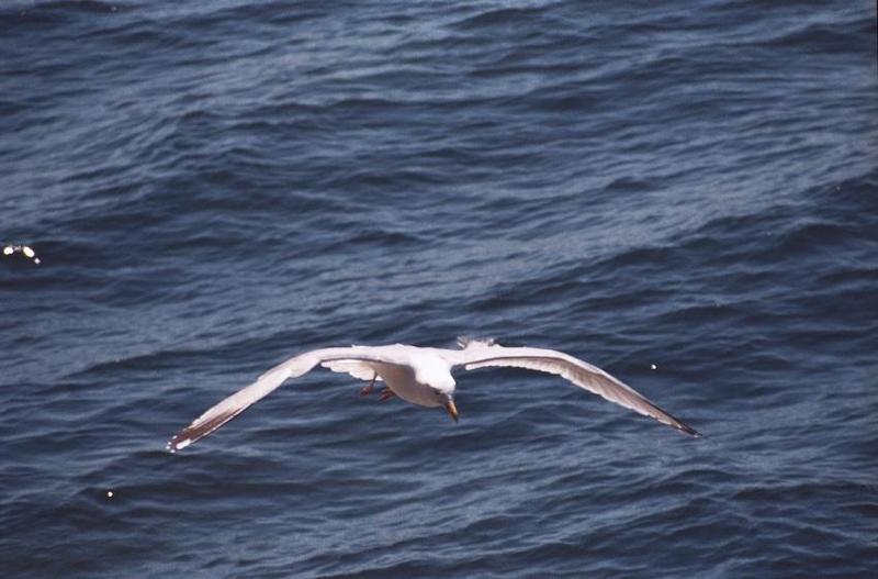 A flock of seagulls - as01p047.jpg; DISPLAY FULL IMAGE.