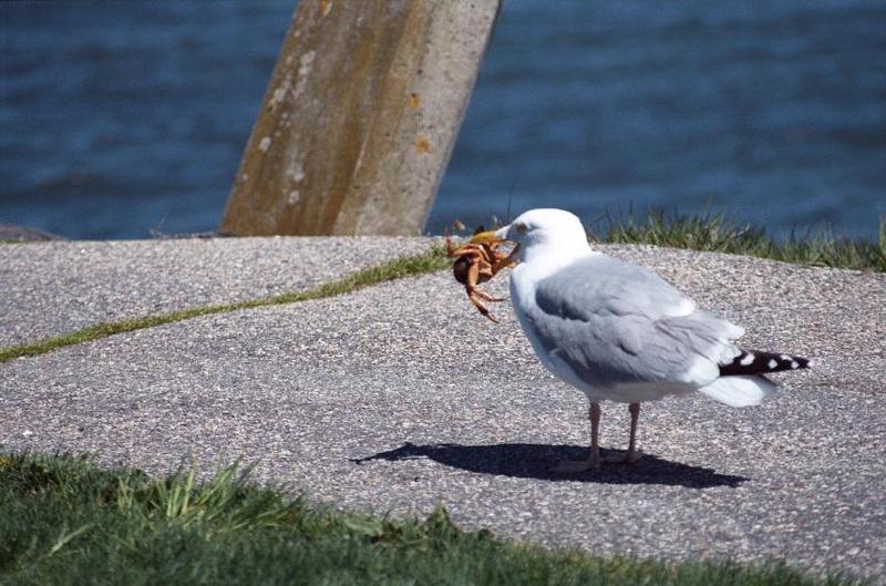 2 dogs, a goose, and 7 seagulls - as01p057.jpg; DISPLAY FULL IMAGE.