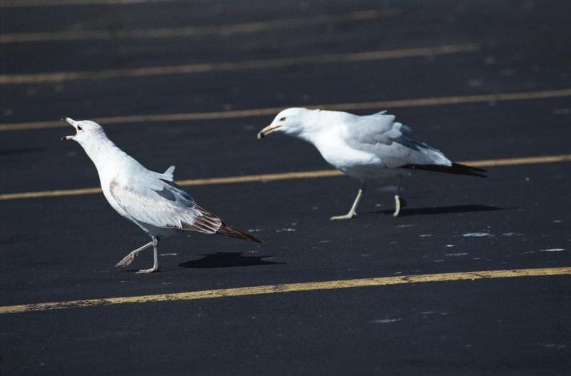 2 dogs, a goose, and 7 seagulls - as01p061.jpg; DISPLAY FULL IMAGE.