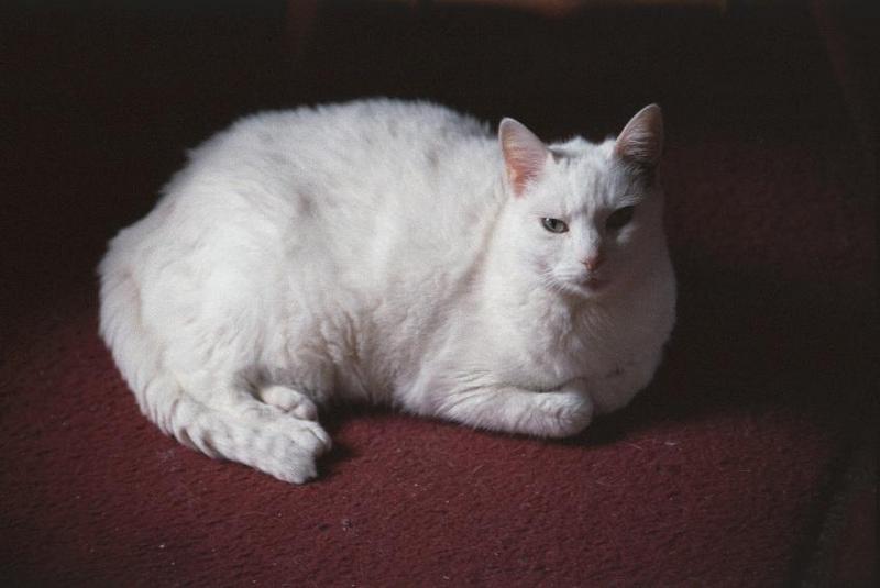 Cats and dogs, living together! - as01p064.jpg; DISPLAY FULL IMAGE.