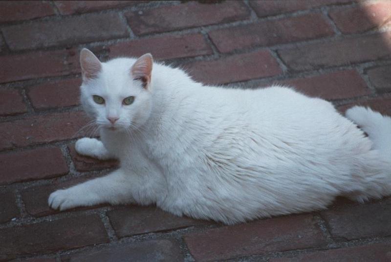 Cats and dogs, living together! - as01p066.jpg; DISPLAY FULL IMAGE.
