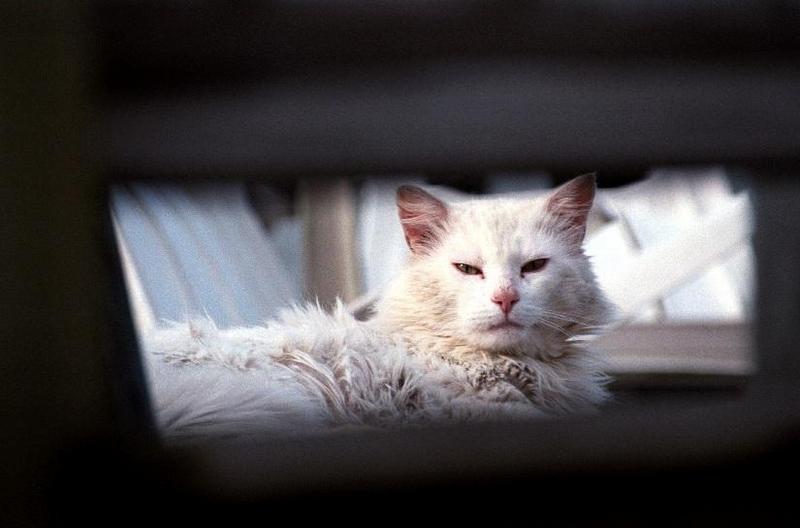 Cats and dogs, living together! - as01p067.jpg; DISPLAY FULL IMAGE.