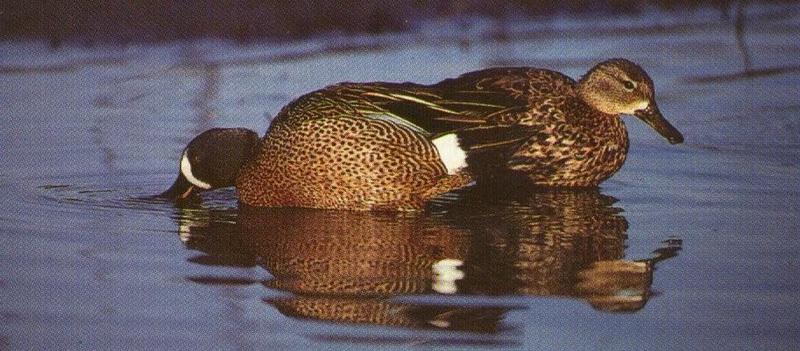 Re: ducks??? Blue-winged Teal; DISPLAY FULL IMAGE.
