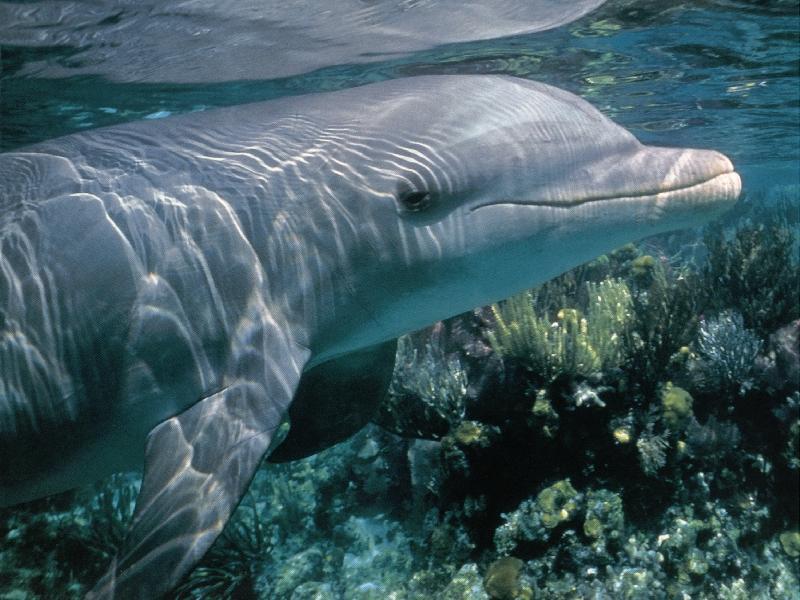 Re: Whales and dolphins; DISPLAY FULL IMAGE.
