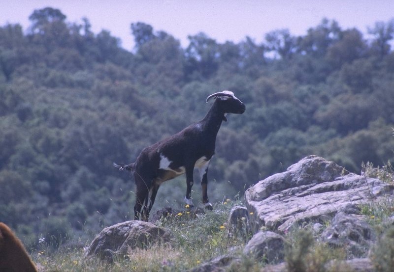 Re: REQ : Goats - geit.jpg; DISPLAY FULL IMAGE.
