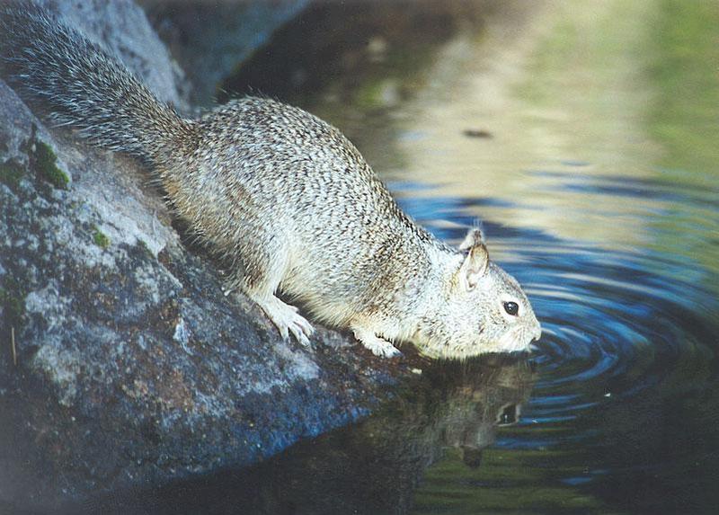 Calif Ground Squirrel 125k; DISPLAY FULL IMAGE.