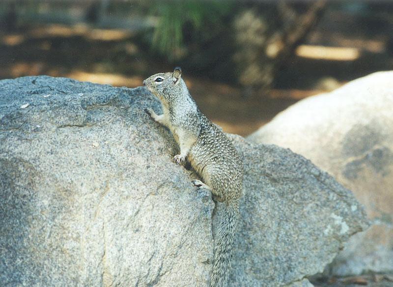 Calif Ground Squirrel 119k; DISPLAY FULL IMAGE.