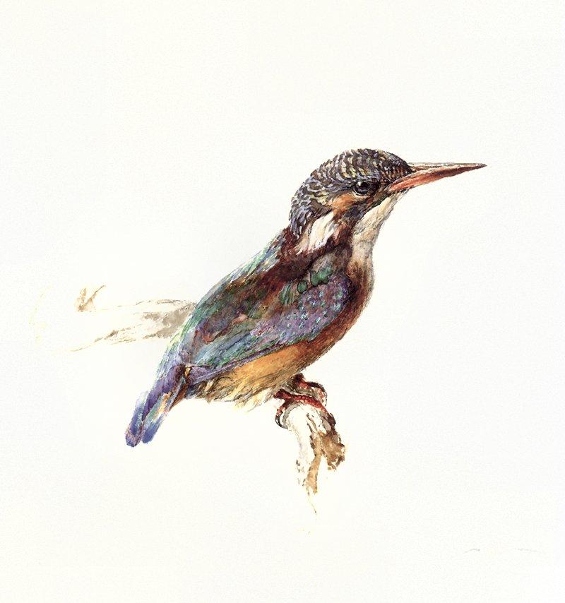 New art scans_Idx B - jrnas 008 john-ruskin kingfisher c.1870-1; DISPLAY FULL IMAGE.