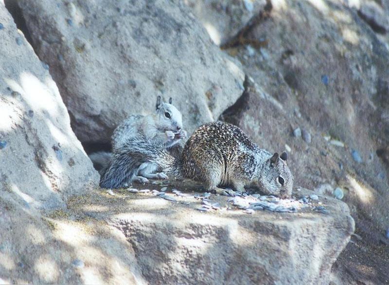 july8 squirrel; DISPLAY FULL IMAGE.