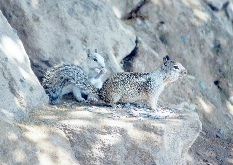 july91 squirrel; DISPLAY FULL IMAGE.
