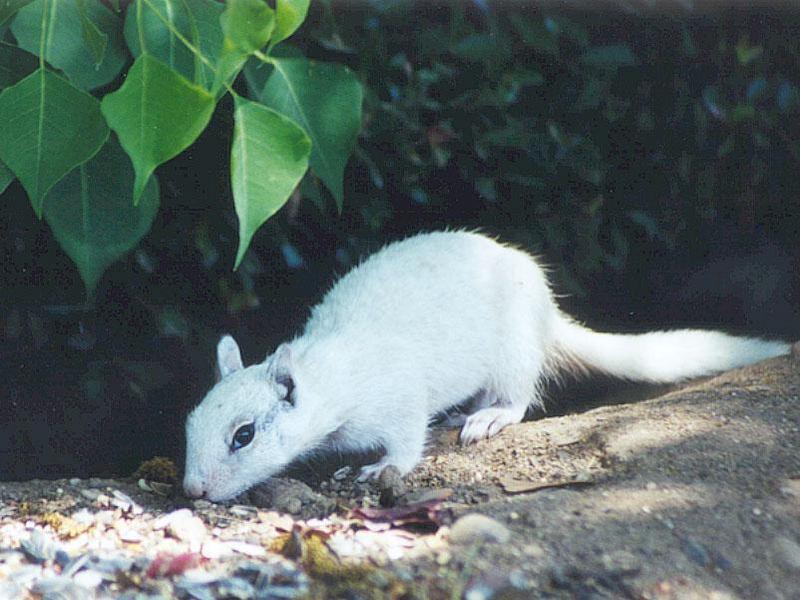 july94 squirrel; DISPLAY FULL IMAGE.