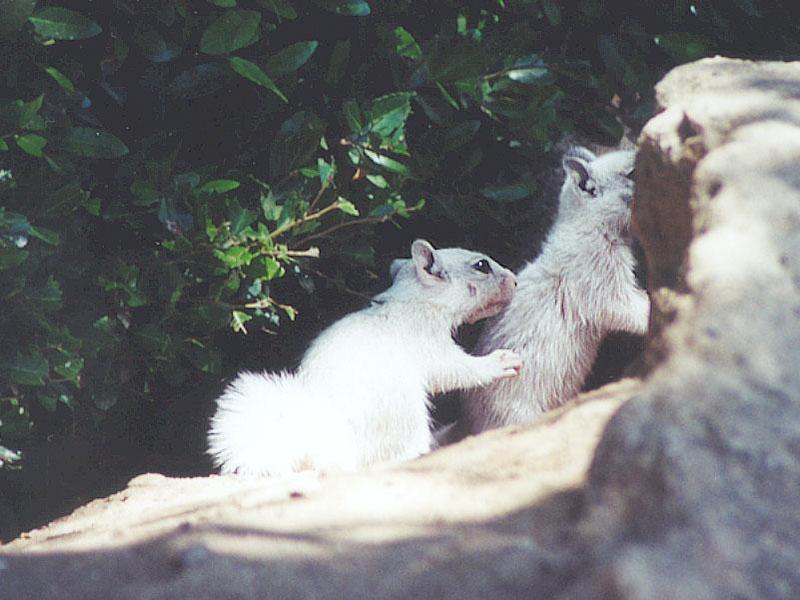 June 01 squirrel; DISPLAY FULL IMAGE.