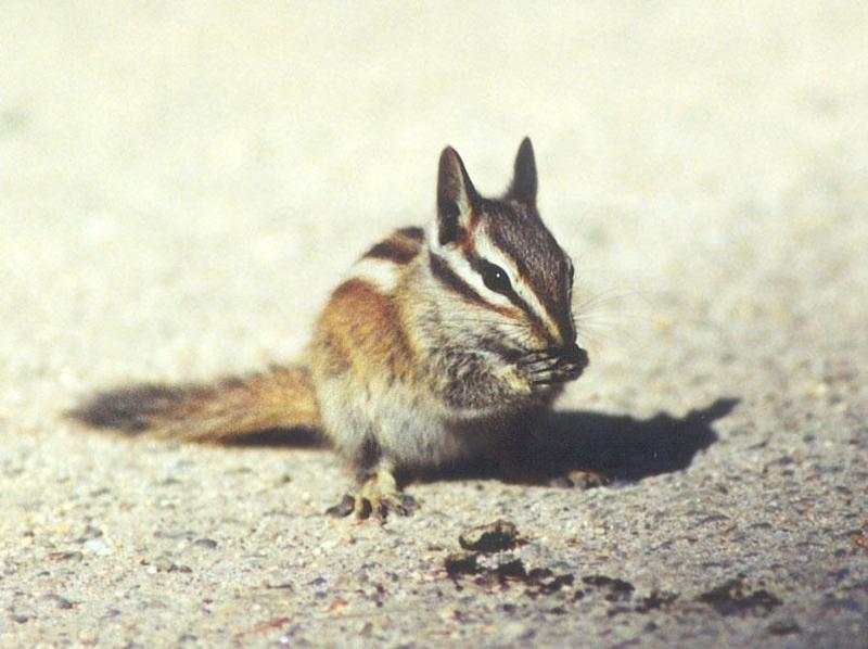 June 04 chipmunk; DISPLAY FULL IMAGE.