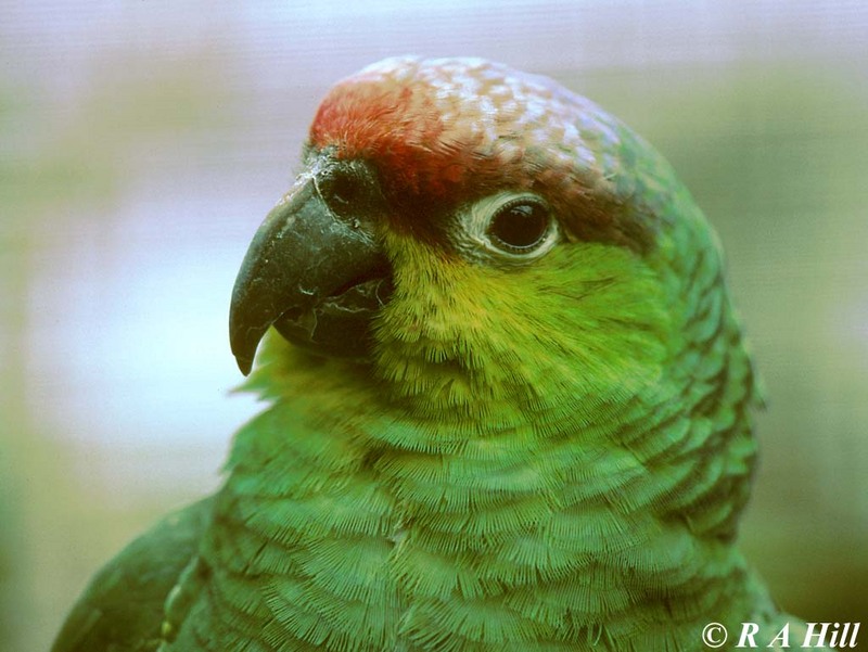 Lilacine Amazon Parrot 1; DISPLAY FULL IMAGE.