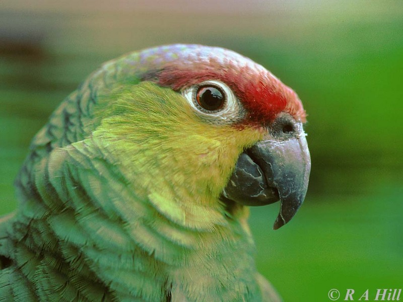 Lilacine Amazon Parrot 2; DISPLAY FULL IMAGE.