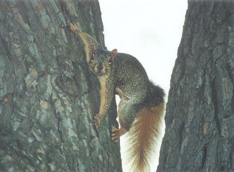 Fox Squirrel lwf2; DISPLAY FULL IMAGE.