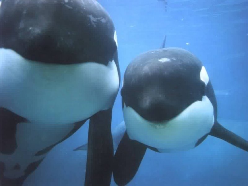 Re: Whales and dolphins; DISPLAY FULL IMAGE.