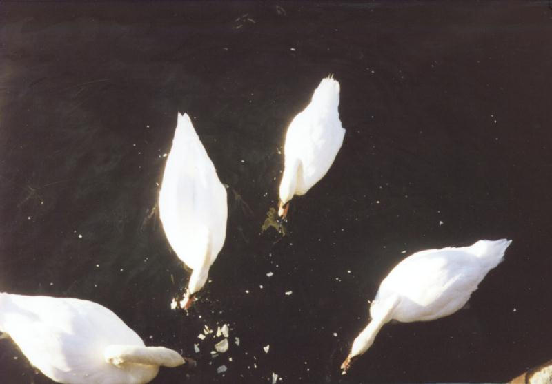 Watch Hill, RI: swans1.jpg; DISPLAY FULL IMAGE.