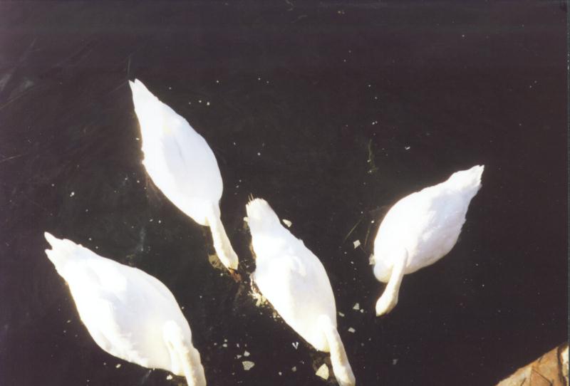 Watch Hill, RI: swans2.jpg; DISPLAY FULL IMAGE.