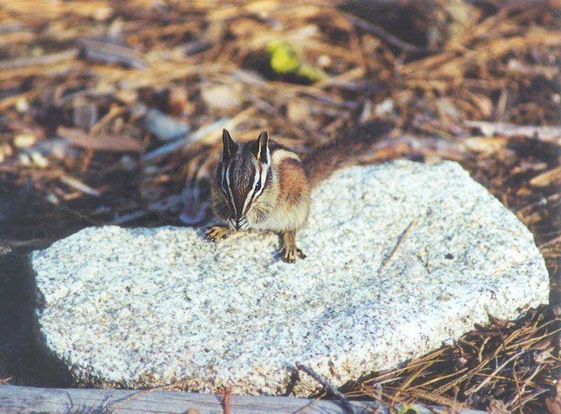 Chipmunk 04; DISPLAY FULL IMAGE.