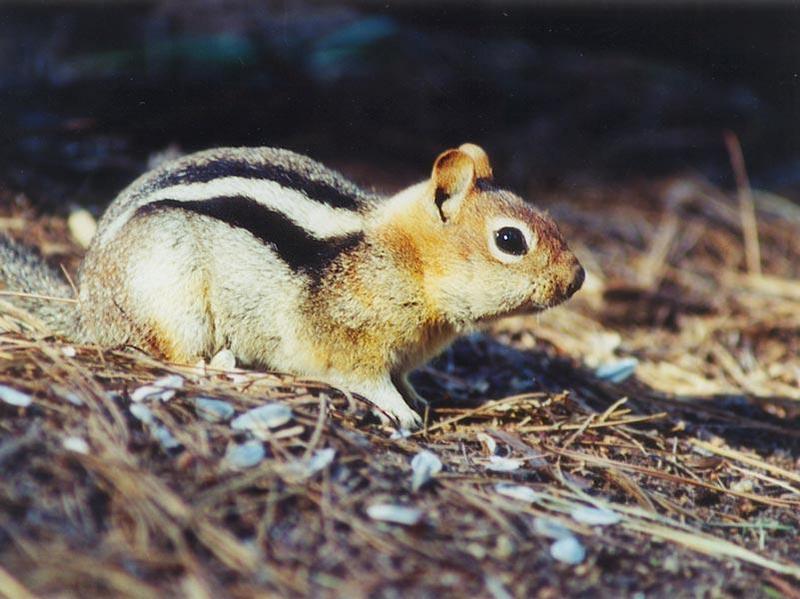 Golden Mantled Ground Squirrel; DISPLAY FULL IMAGE.