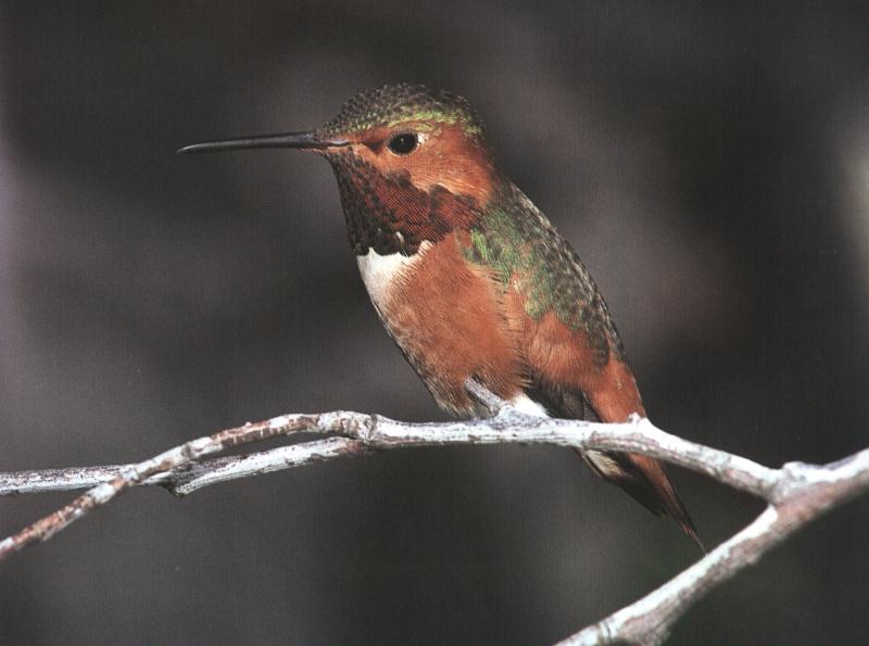Allen's Hummingbird -- - AHUMM_01.JPG; DISPLAY FULL IMAGE.