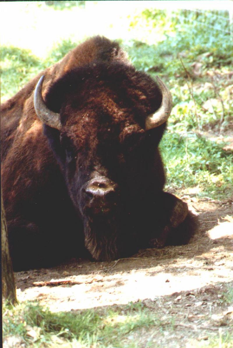 Re:Re: Bison; DISPLAY FULL IMAGE.