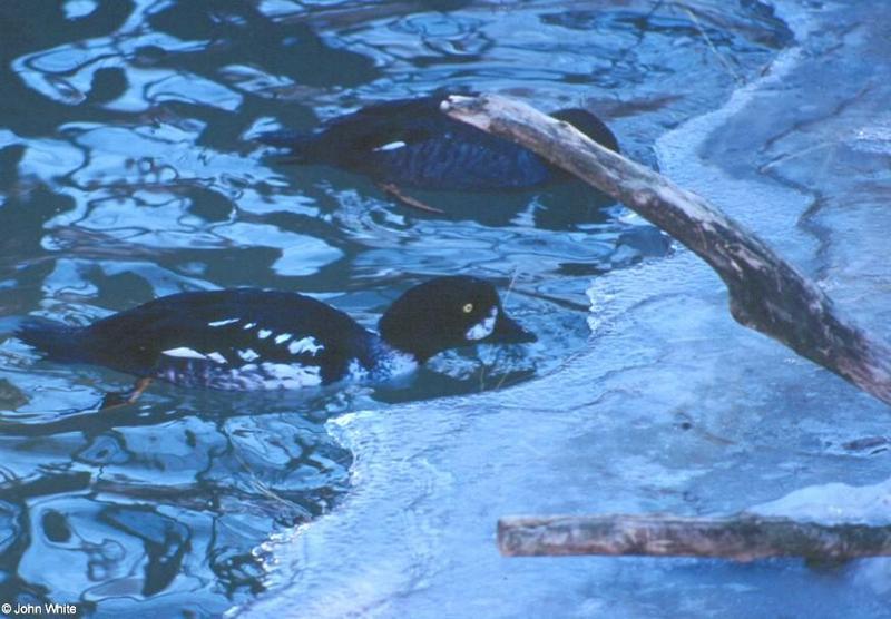 Barrow's Goldeneye #1; DISPLAY FULL IMAGE.