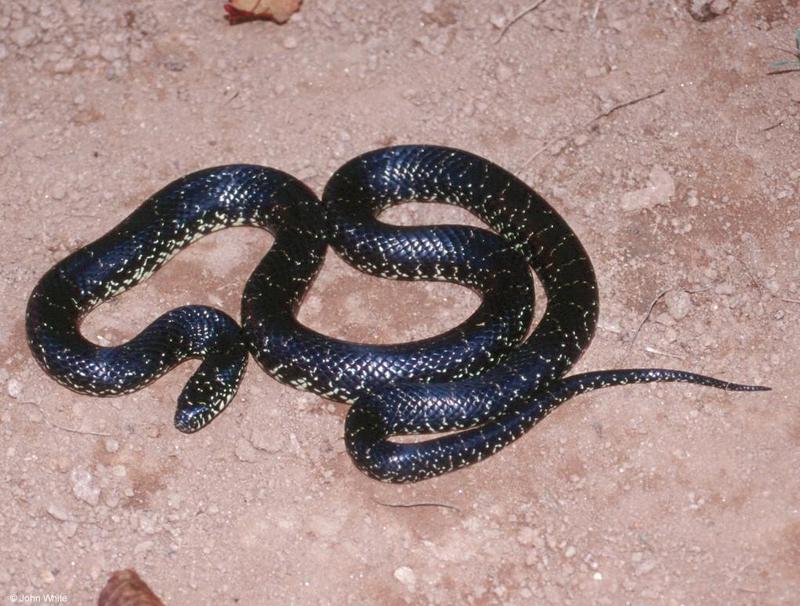 Black Kingsnake (Lampropeltis getula nigra); DISPLAY FULL IMAGE.