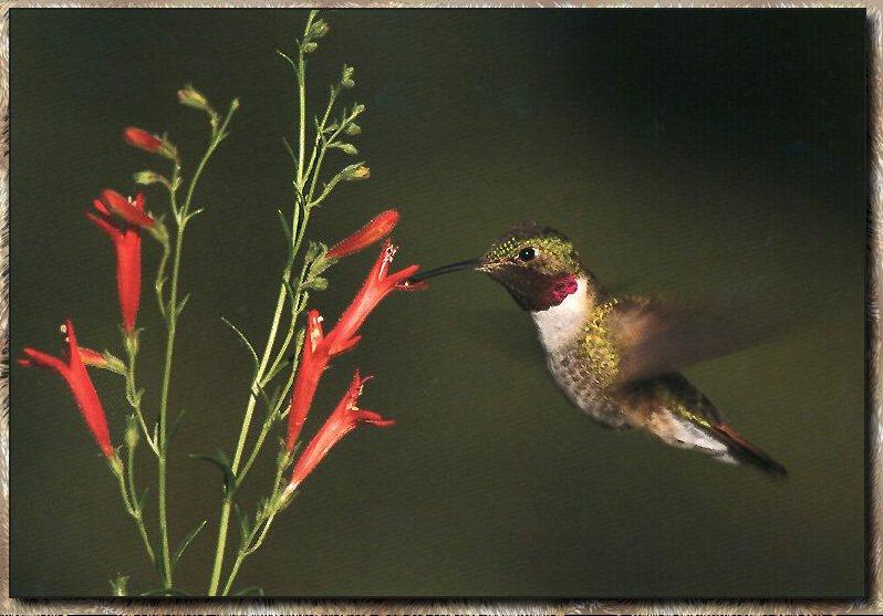 Hummingbird - Broad-tailed; DISPLAY FULL IMAGE.