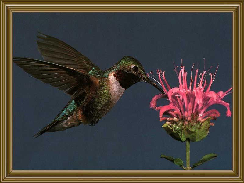 Broad-tailed Hummingbird (6); DISPLAY FULL IMAGE.