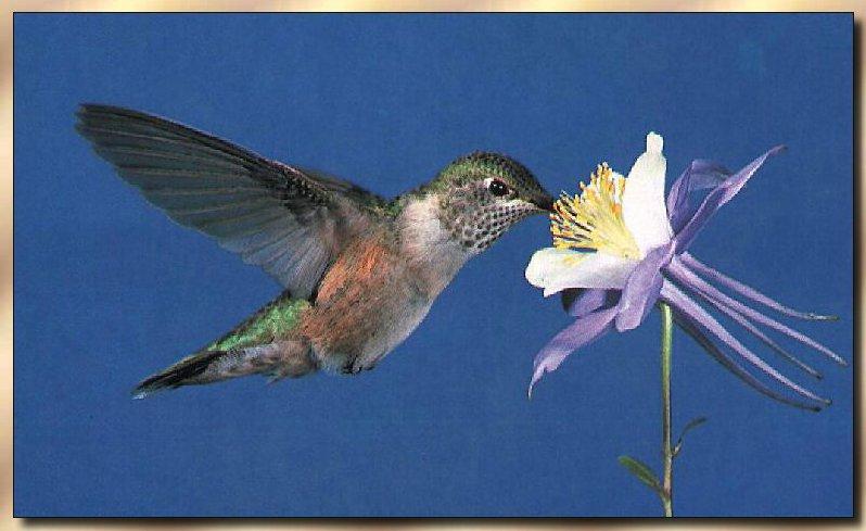 Hummingbird - Broad-tailed; DISPLAY FULL IMAGE.