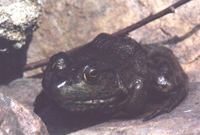 frog; DISPLAY FULL IMAGE.