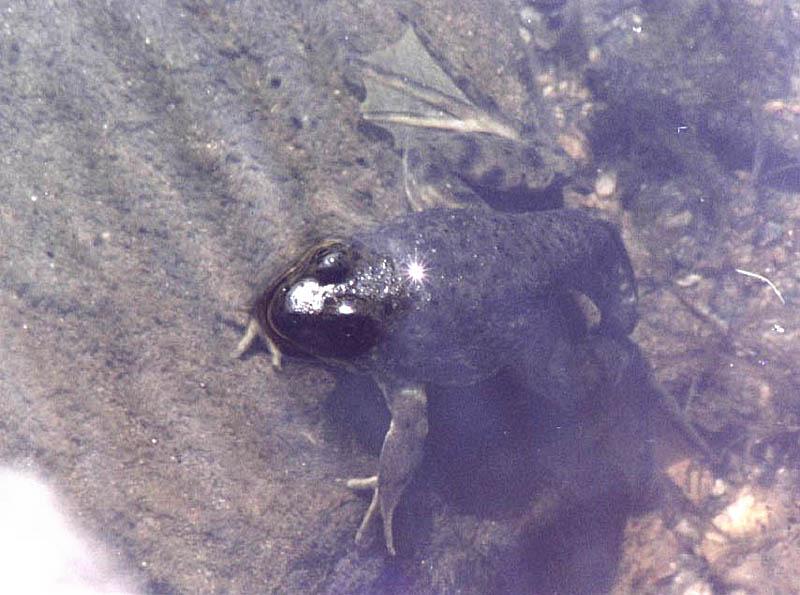 young frogs 3/3; DISPLAY FULL IMAGE.
