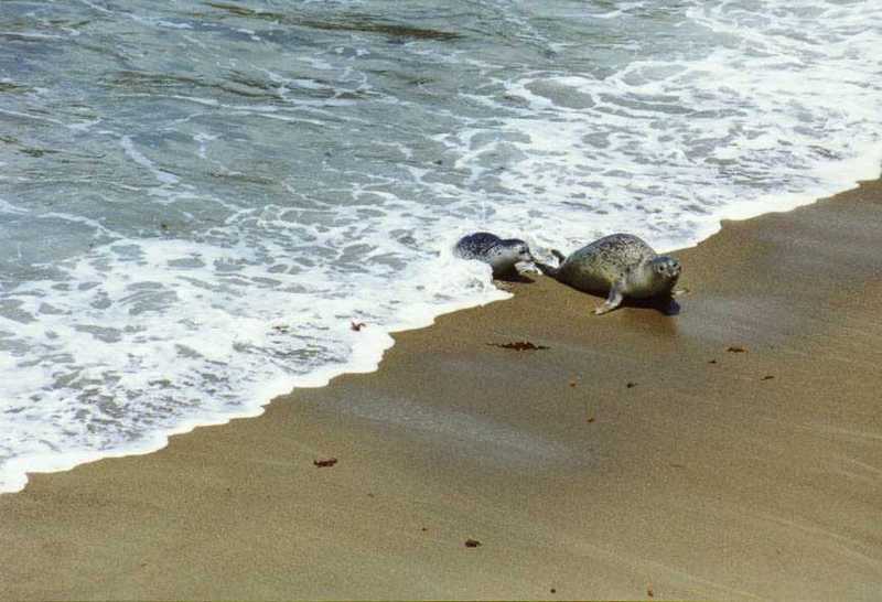 Sea animals -- mother and kid; DISPLAY FULL IMAGE.